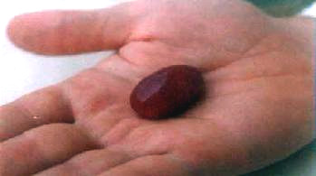 Small reddish lingham from Himalayas, in the palm of Ram Das Awle's hand